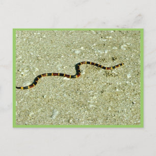 Coral Snake Postkarte