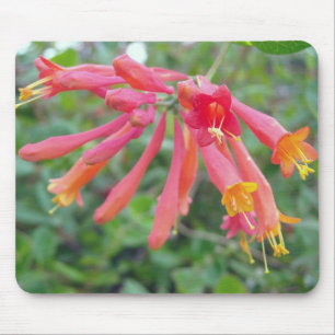 Coral Trumpet Honeysuckle Foto Geschenke Mousepad