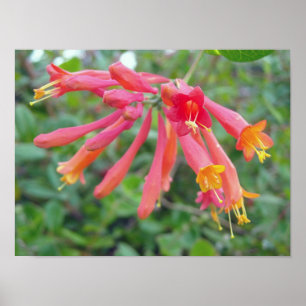 Coral Trumpet Honeysuckle Foto Geschenke Poster