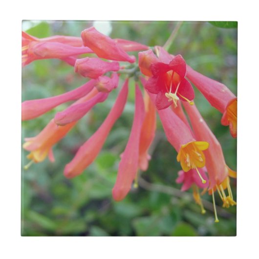 Coral Trumpet Honeysuckle Foto Keramik Tiles Fliese (Vorderseite)