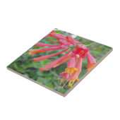 Coral Trumpet Honeysuckle Foto Keramik Tiles Fliese (Seite)
