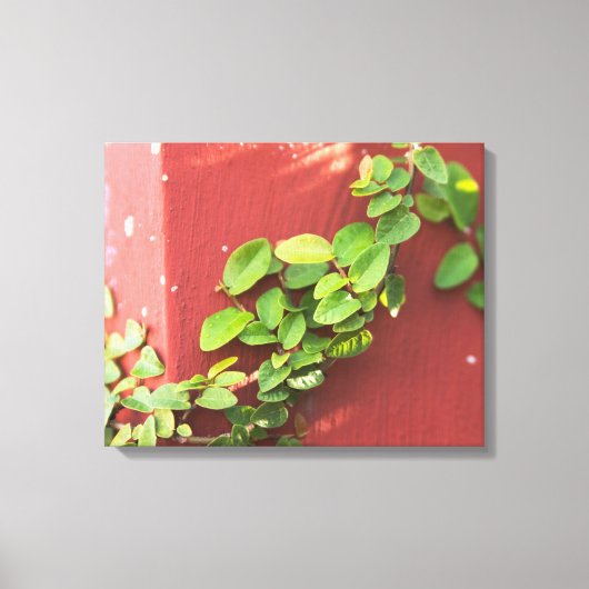 Coral Vine Canvas Print Leinwanddruck (Vorderseite)