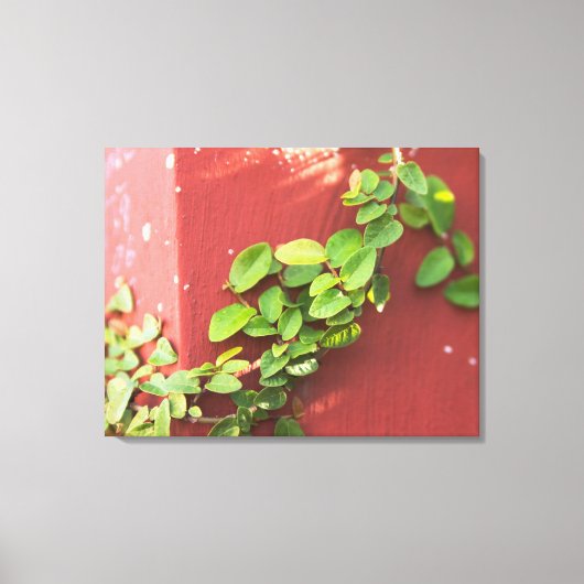 Coral Vine Canvas Print Leinwanddruck (Vorderseite)