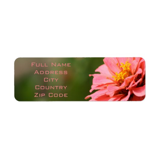 Coral zinnia Blume (Vorne)