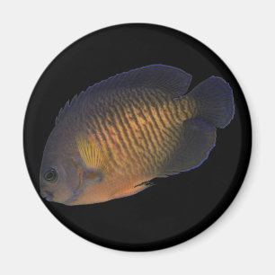 CoralBeauty Angelfish Magnet