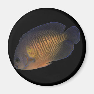 CoralBeauty Angelfish Magnet
