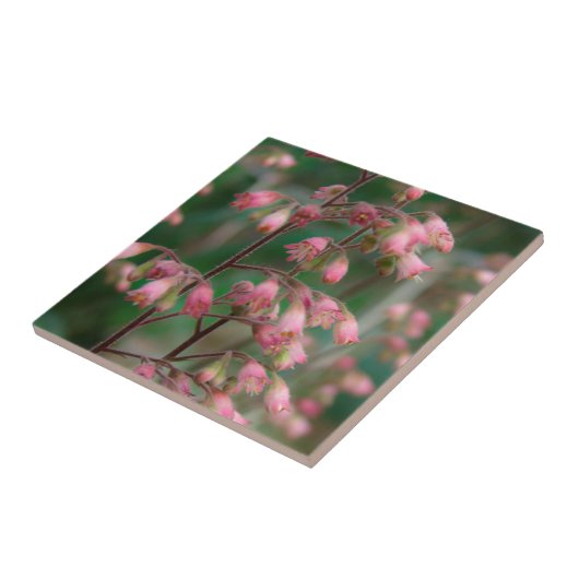 Coralbell-Blume Fliese (Seite)