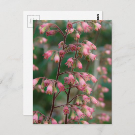 Coralbell-Blume Postkarte (Vorne/Hinten)