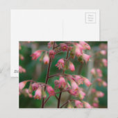 Coralbell-Blume Postkarte (Vorne/Hinten)