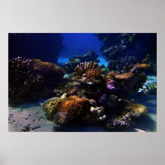 CoralGarden Poster (Vorne)