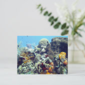 Corals Paradise Reef Cozumel Yucatan, Mexiko Postkarte (Stehend Vorderseite)