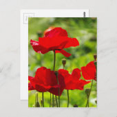 corb Mohnblume Postkarte (Vorne/Hinten)