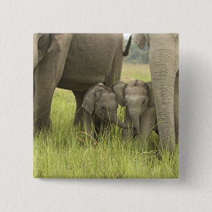 Corbett National Park, Uttaranchal, Indien. Button