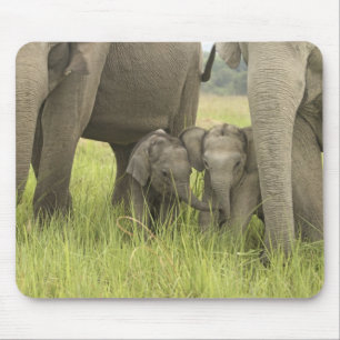 Corbett National Park, Uttaranchal, Indien. Mousepad