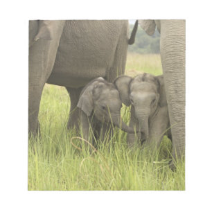 Corbett National Park, Uttaranchal, Indien. Notizblock