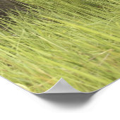 Corbett National Park, Uttaranchal, Indien. Poster (Ecke)