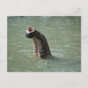 Corbett National Park, Uttaranchal, Indien Postkarte