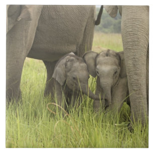 Corbett-Nationalpark, Uttaranchal, Indien. Fliese