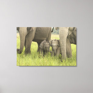 Corbett Nationalpark, Uttaranchal, Indien. Leinwanddruck