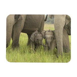 Corbett-Nationalpark, Uttaranchal, Indien. Magnet