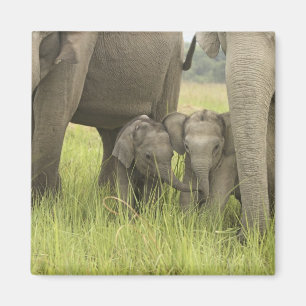 Corbett-Nationalpark, Uttaranchal, Indien. Magnet