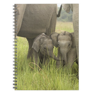 Corbett-Nationalpark, Uttaranchal, Indien. Notizblock
