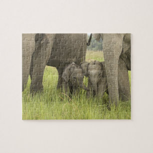 Corbett-Nationalpark, Uttaranchal, Indien. Puzzle