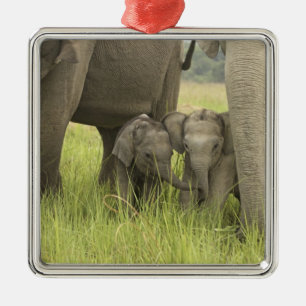 Corbett-Nationalpark, Uttaranchal, Indien. Silbernes Ornament