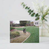 Corby Postkarte (Stehend Vorderseite)