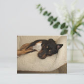 Corby Postkarte (Stehend Vorderseite)