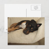 Corby Postkarte (Vorne/Hinten)