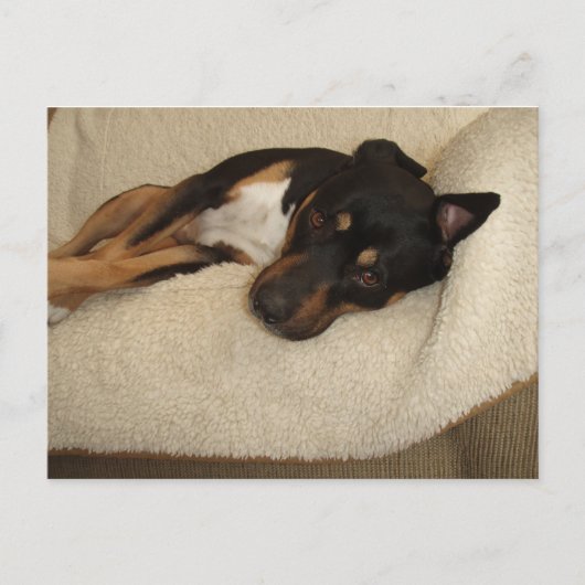 Corby Postkarte (Vorderseite)