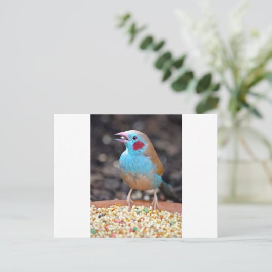 Cordon Bleu Finch Postkarte (Stehend Vorderseite)