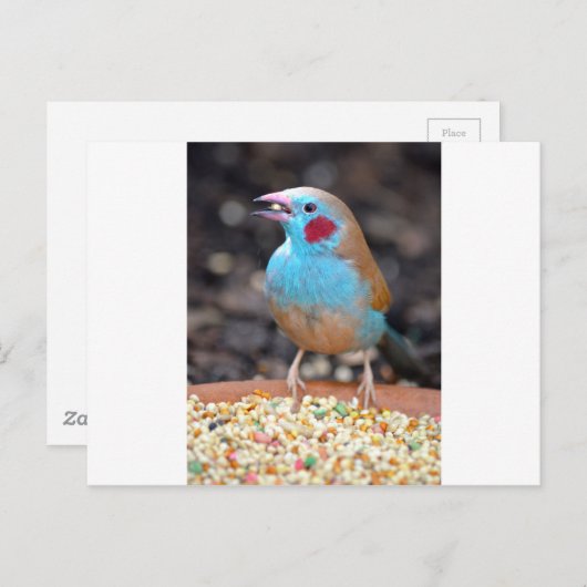 Cordon Bleu Finch Postkarte (Vorne/Hinten)