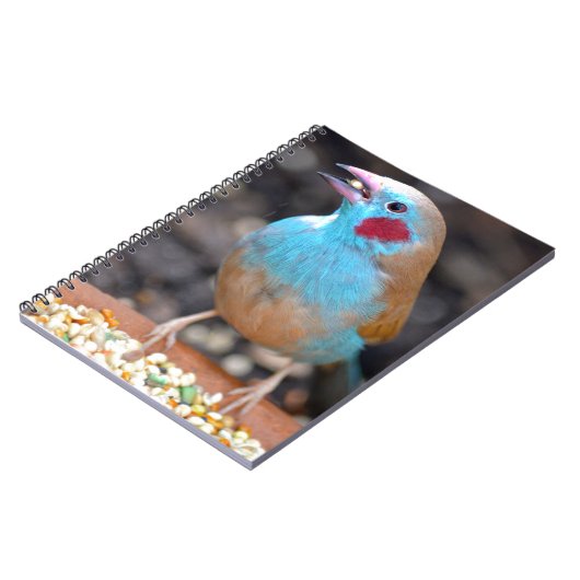 Cordon bleu-Fink Notizblock (Linke Seite)