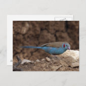 Cordon-Bleu Postkarte (Vorne/Hinten)