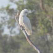 Corella Bird Aufkleber (Vorderseite)