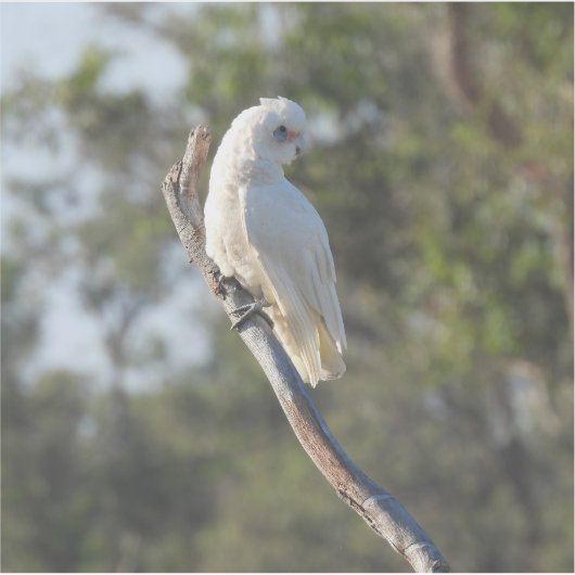 Corella Bird Aufkleber (Vorderseite)