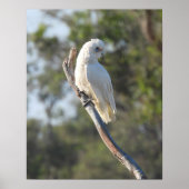 Corella Bird Poster (Vorne)