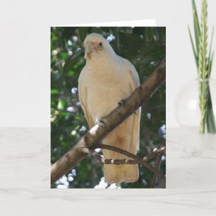 Corella Grußkarte Karte