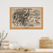 Corella Poster (Küche)