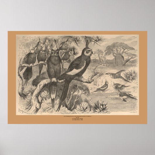 Corella Poster (Vorne)