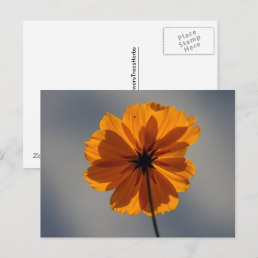 COREOPIS POSTKARTE (Vorne/Hinten)