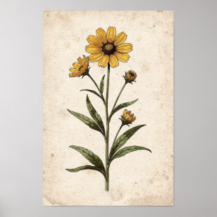 Coreopsis Botanischer Druck Poster