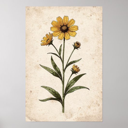 Coreopsis Botanischer Druck Poster (Vorne)