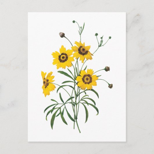 coreopsis(Coreopsis elegans) von Redouté Postkarte (Vorderseite)