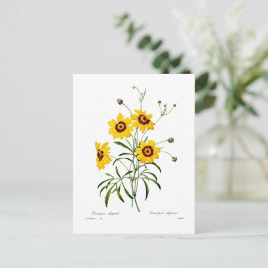 Coreopsis elegans postkarte (Stehend Vorderseite)