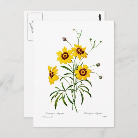 Coreopsis elegans postkarte (Vorne/Hinten)