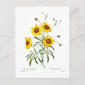 Coreopsis elegans postkarte (Vorderseite)