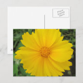 Coreopsis Gelbe Blume Bloom Postkarte (Vorne/Hinten)